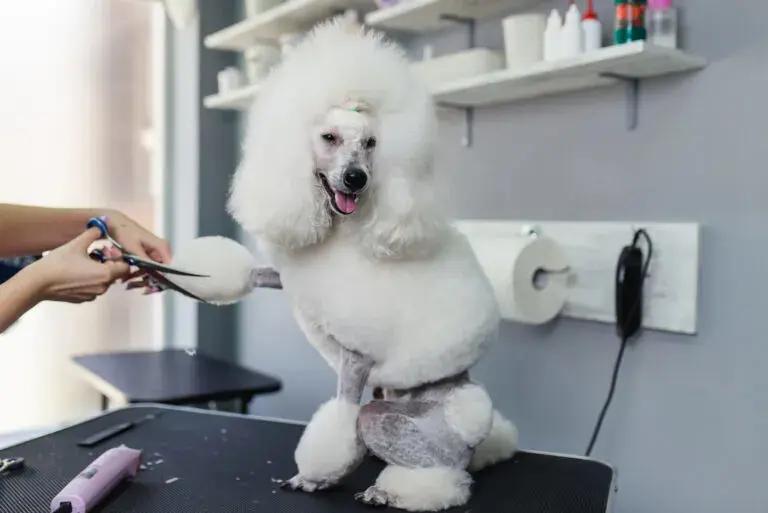 White poodle in a full show coat being groomed